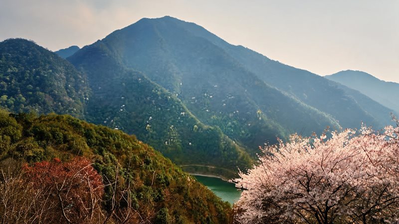 天子生态