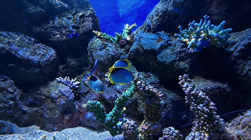 海洋世界