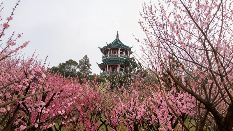 梅园横山