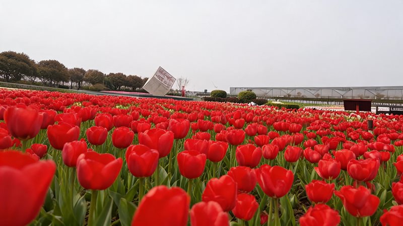东西湖郁金香主题公园