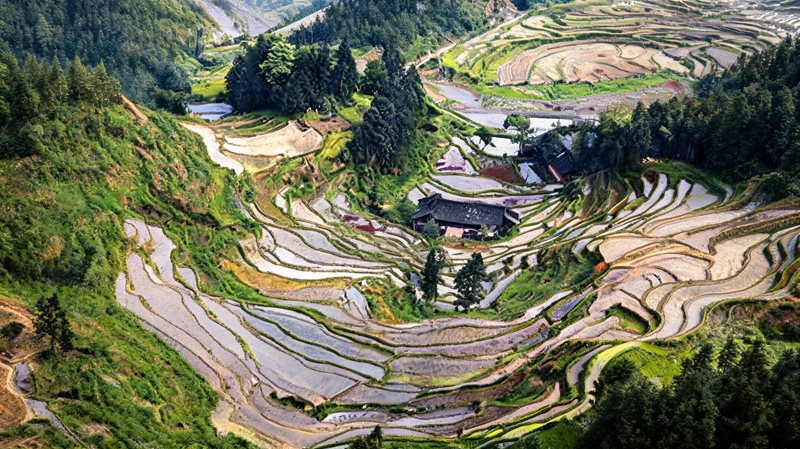 紫鹊界梯田