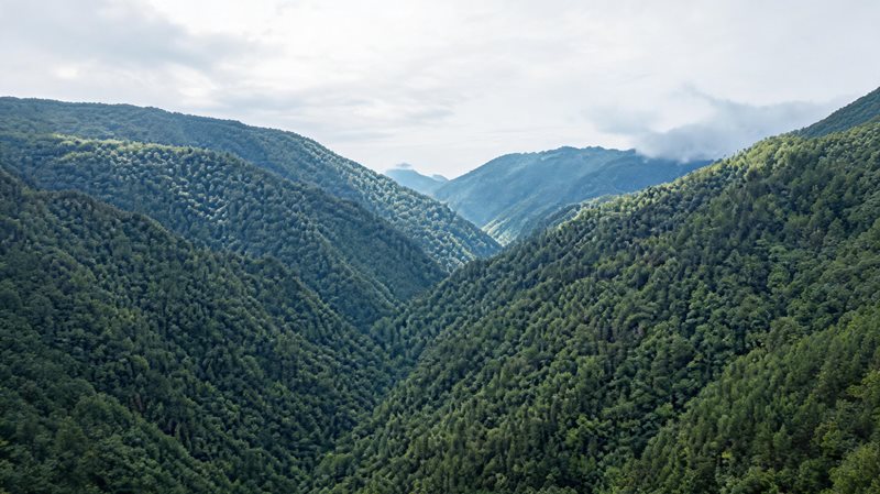 凤凰山森林