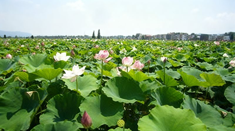 江西省荷花博览园