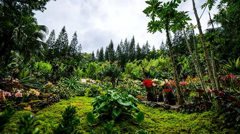 仙湖植物园